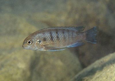 Tropheops sp. 'deep' Lion's Cove